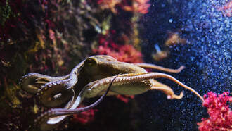 Lynch and Taco - Swedish Man Teaches Pet Octopus to Play Piano