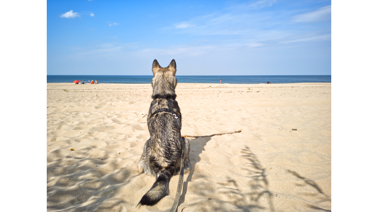 Mixed-breed dog sitting on the beach.