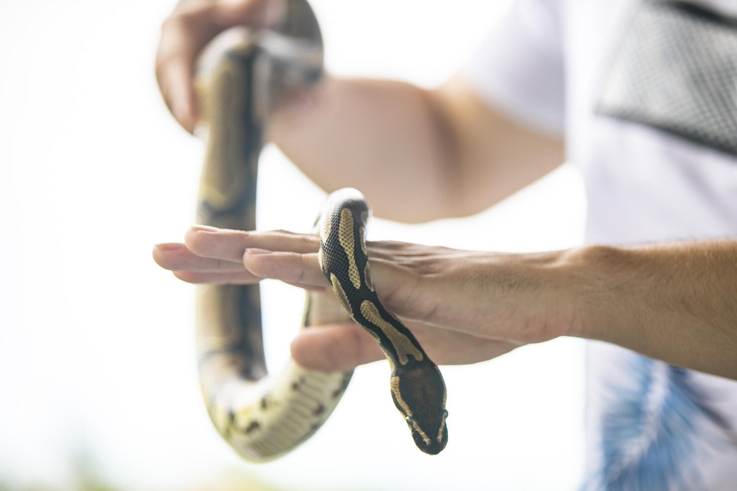 Side View of Young Man Holding His Pet Royal Python Crawling in Hands