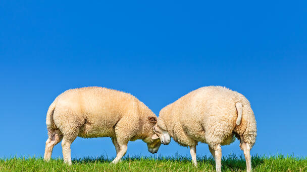 Axe Body Spray Prevents Sheep from Fighting