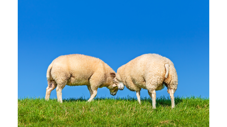 Two playing Dutch sheep on a dyke