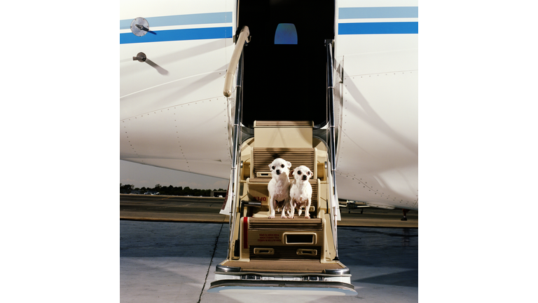 Two White Smooth-coat Chihuahuas, sitting on steps of corporate jet