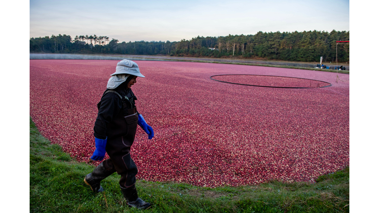 US-AGRICULTURE-HARVEST-CRANBERRIES