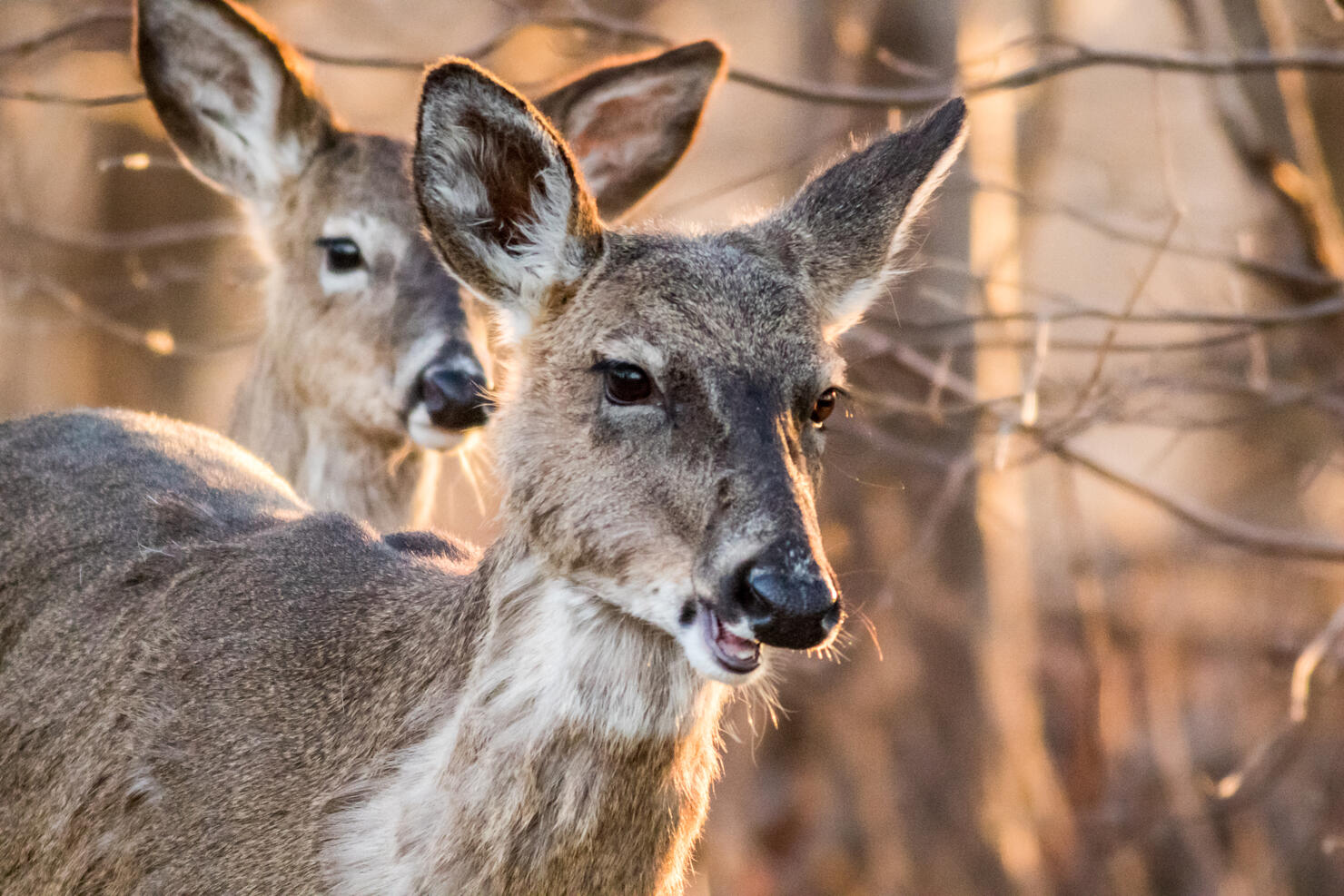 White Tailed Deer foraging in beautiful light at dusk