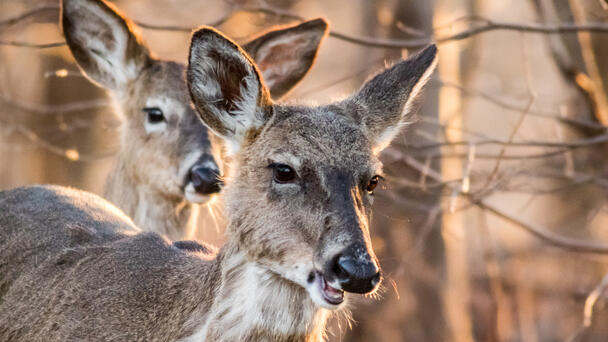 Two Hunters May Be First Americans To Die From Zombie Deer Disease