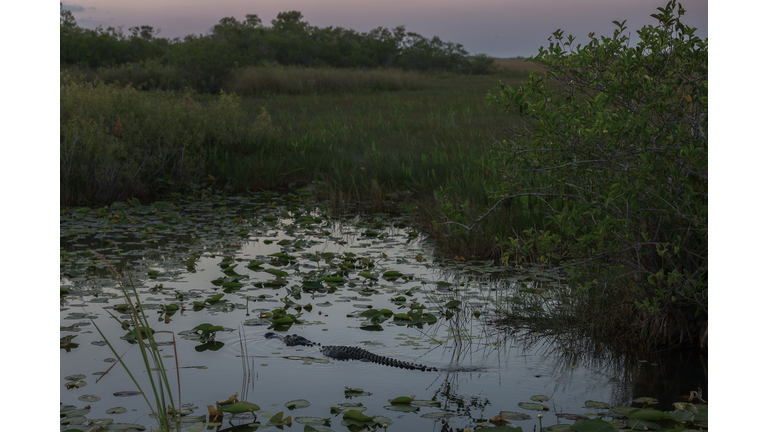 The Natural Wonder Of Florida's Everglades National Park