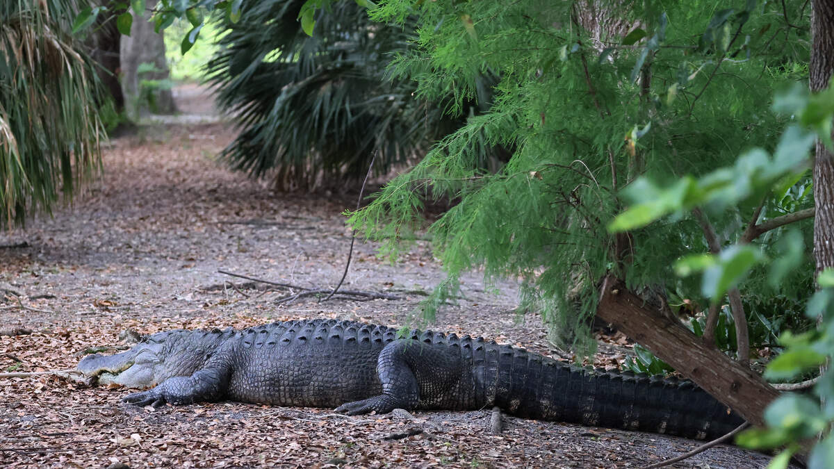 Dundee Lives As Man Battles Gator Barefoot In The Road! | BIG 105.9 ...