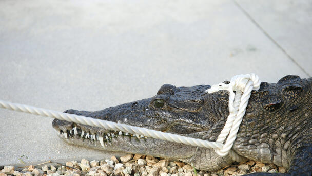Florida Alligator Trapper Removes Gator With His Bare Hands And Bare Feet
