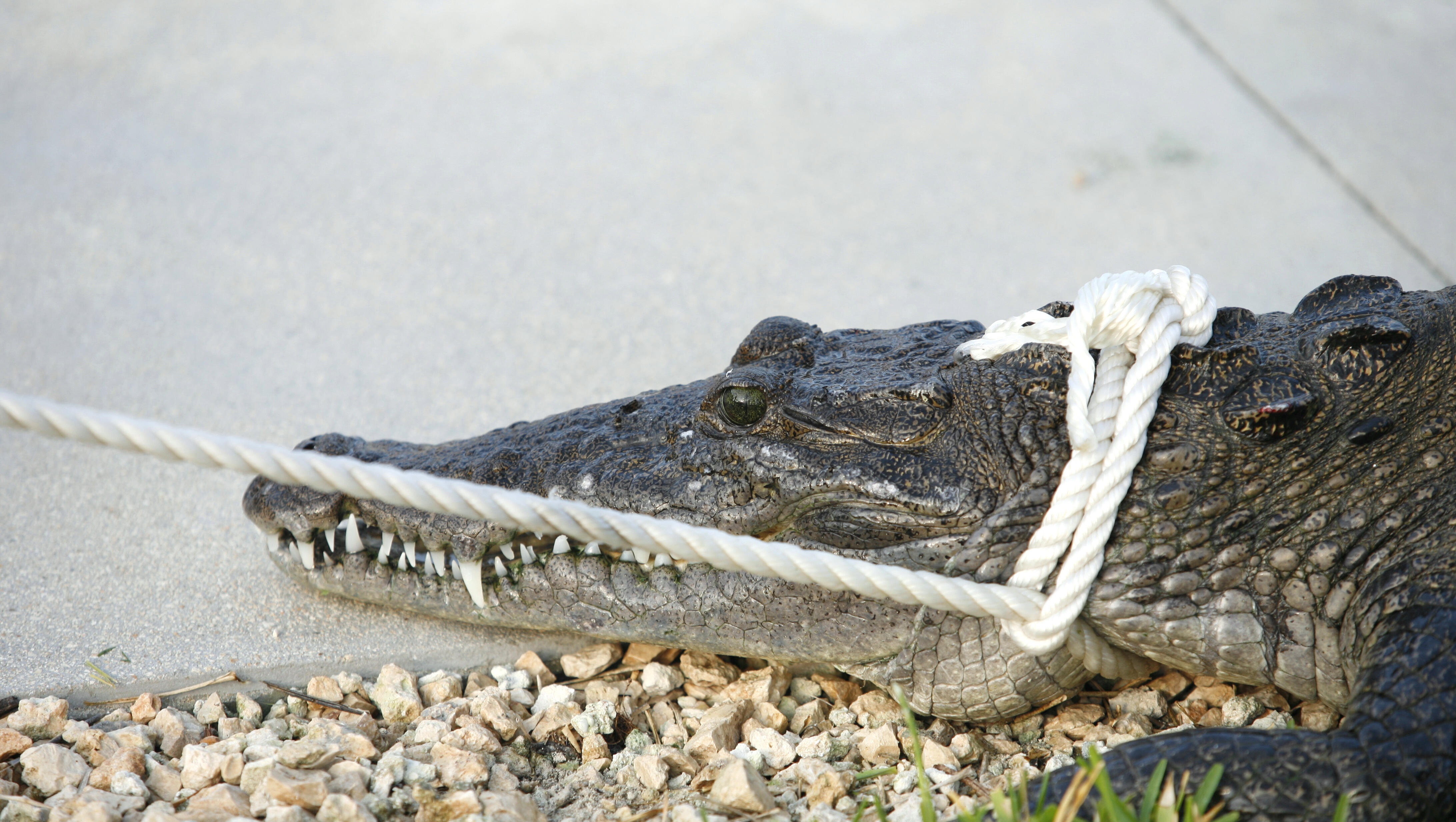 Man Accused of Beating A Gator With A Golf Club
