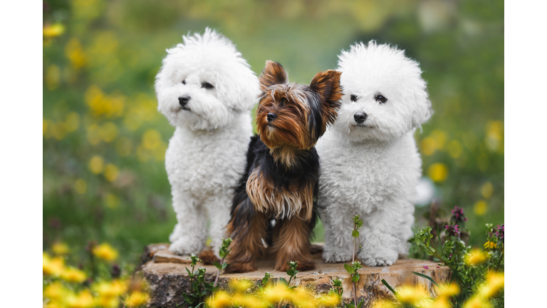 Three dogs of various ages and breed sitting obediently in forest. Two of them are Bichon frise  and one is a Yorkshire Terrier puppy. Animal themes