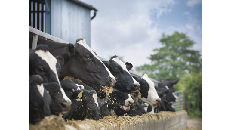 Friesen cows feeding from trough on dairy farm