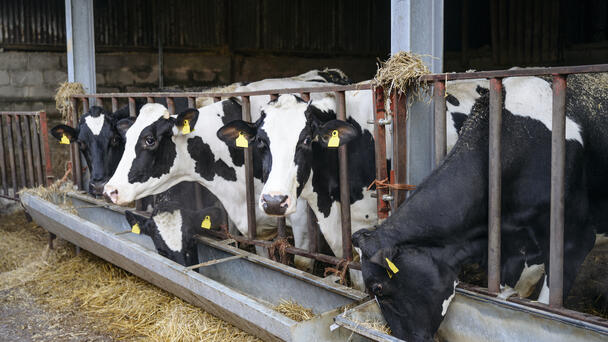 USDA Mandates Dairy Cow Testing For Bird Flu