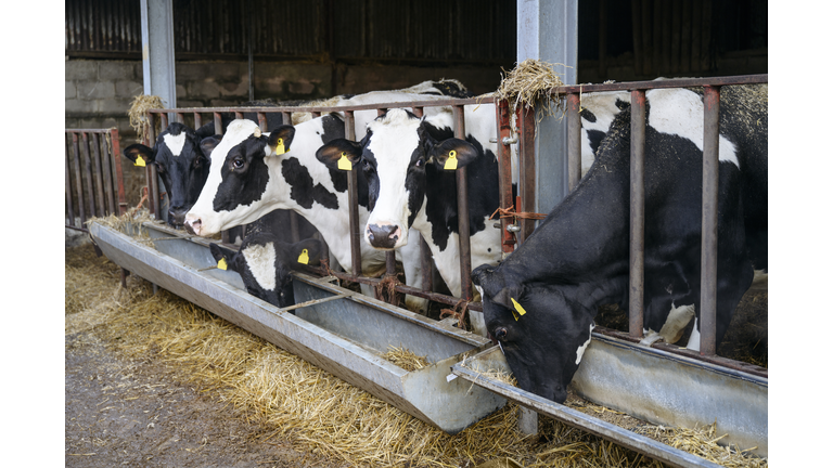 Five Holstein cows lined up at feeding trough