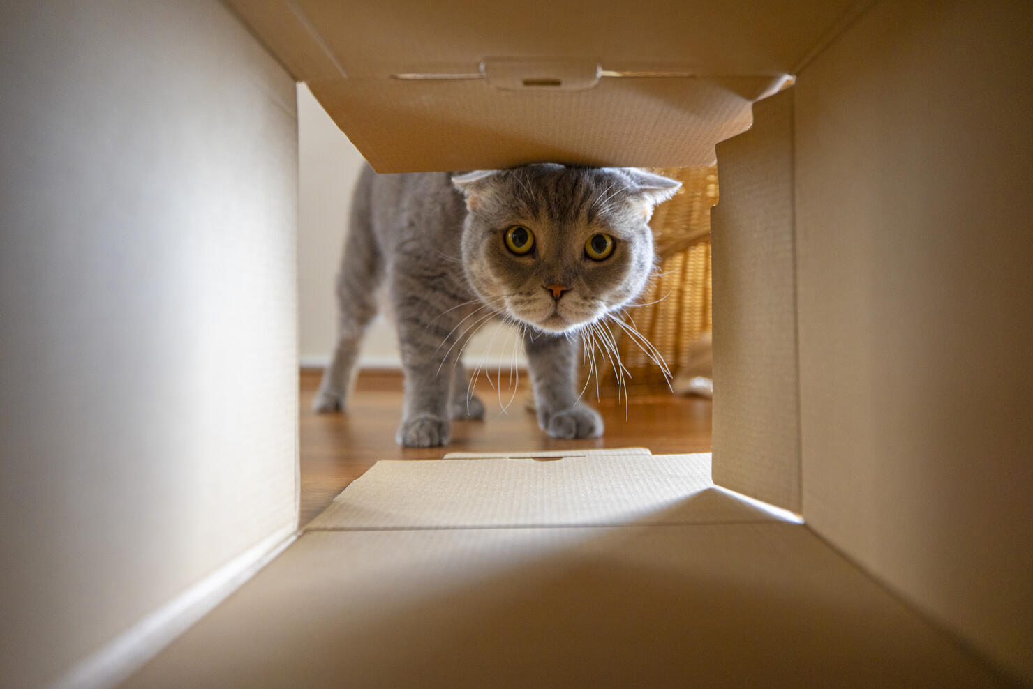 Curious cat is looking at what's inside the cardboard box