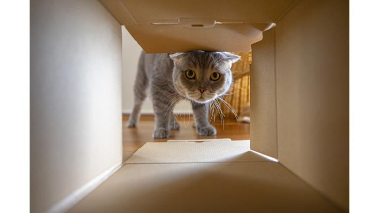 Curious cat is looking at what's inside the cardboard box
