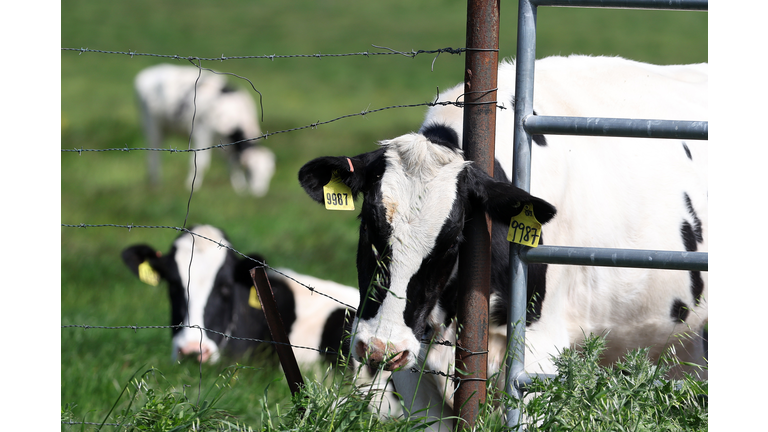 Virulent Strain Of Bird Flu Spreads Among Cattle Herds In The U.S.