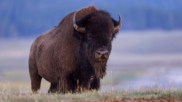 Florida Man Gored By Bison At Yellowstone National Park