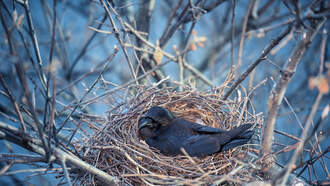 Bird Confusing Police in Britain by Mimicking Sirens