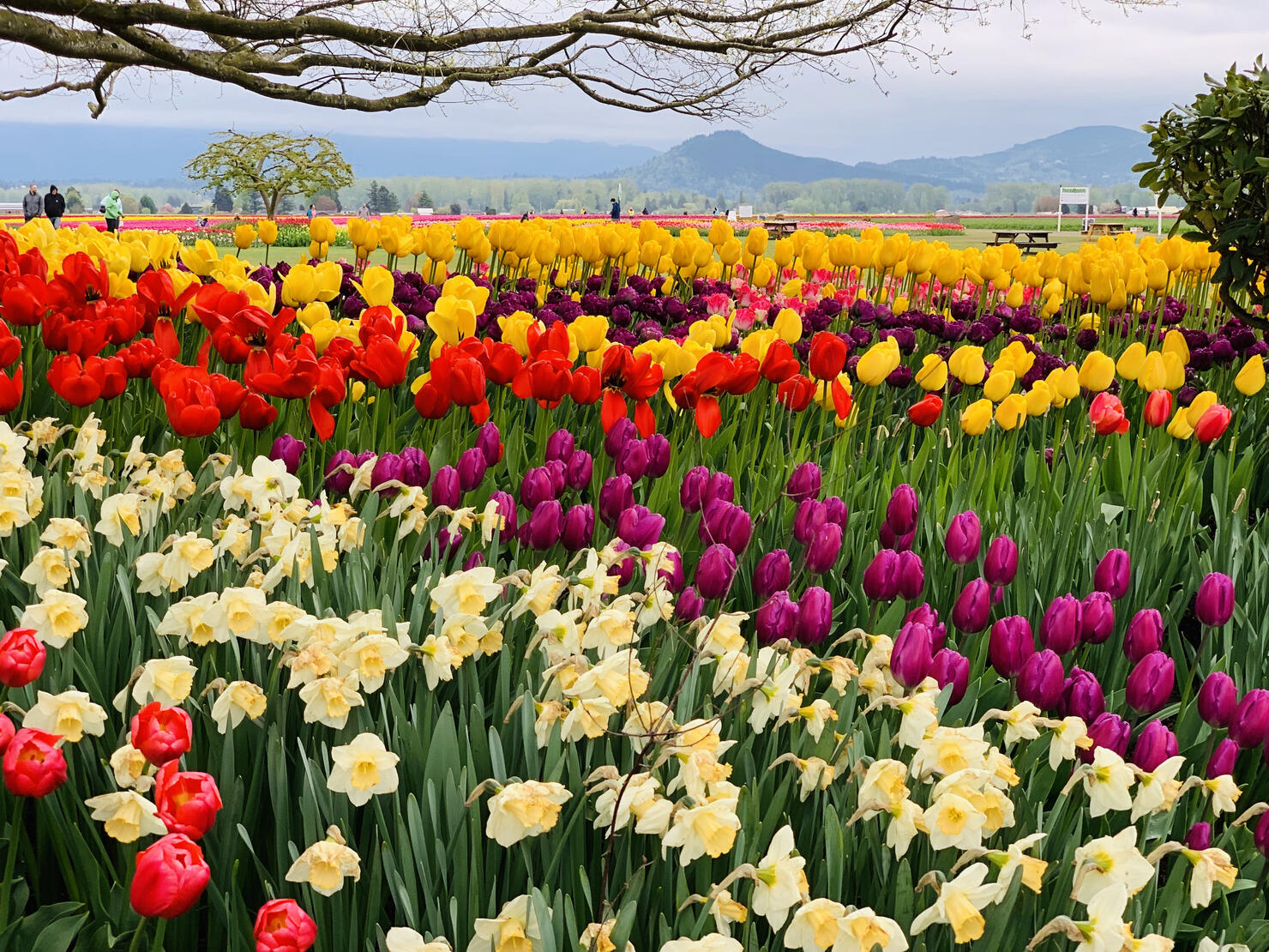 Tulips in Washington State’s Skagit Valley