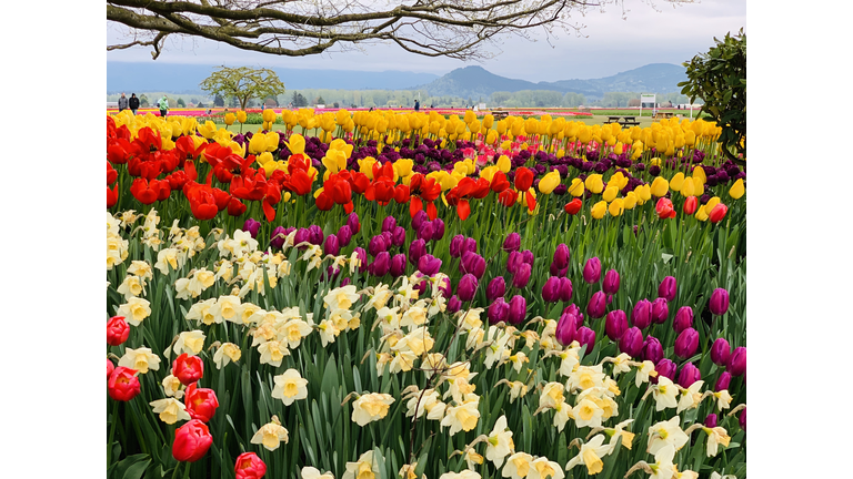 Tulips in Washington State’s Skagit Valley