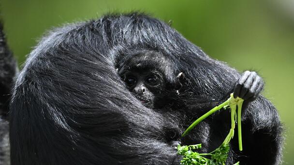 Baby Spider Monkey Born At Brevard Zoo