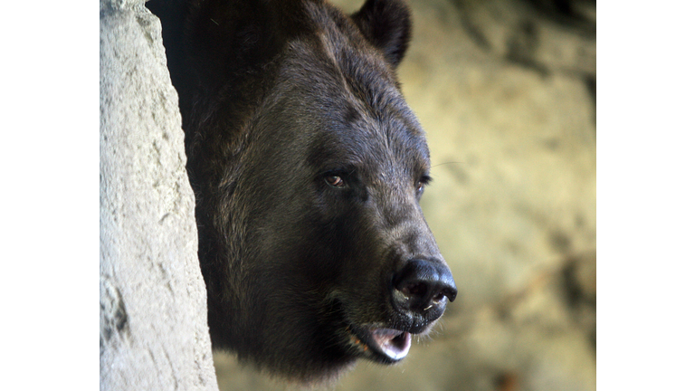 A Brown Bear peers out of its exhibit at
