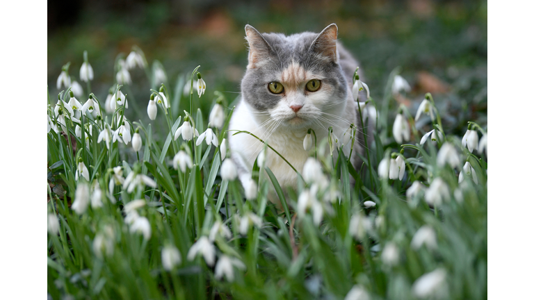 GERMANY-ANIMALS-CAT-WEATHER-SNOWDROPS