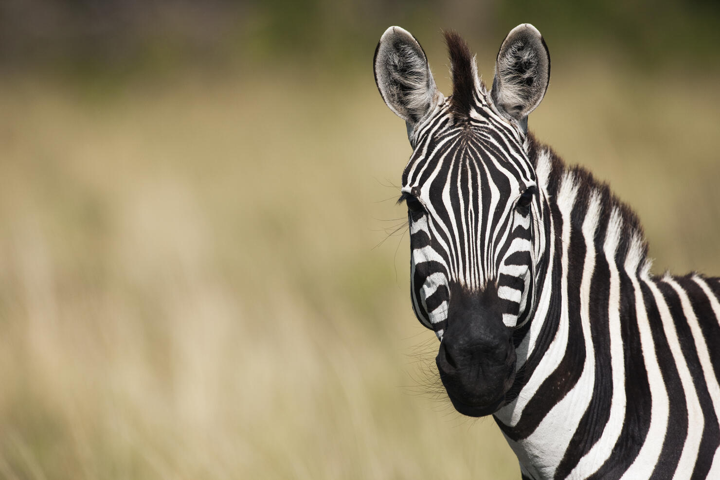 Common or Plains zebra portrait 