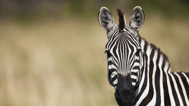 Missing Zebra Captured After Six Days On The Run 