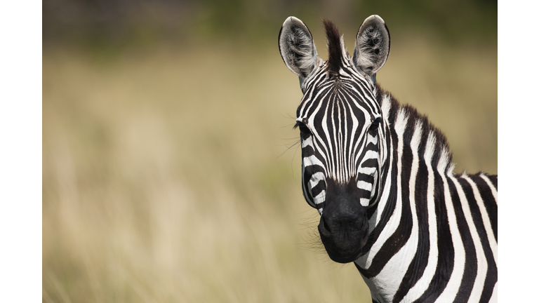 Common or Plains zebra portrait 