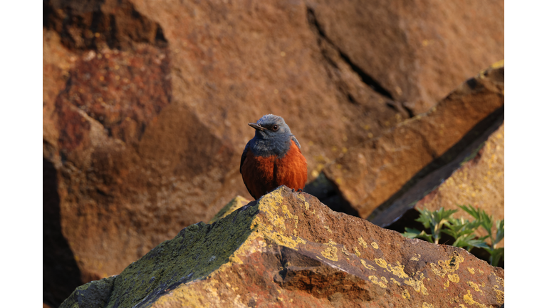 Blue Rock Thrush Hokkaido Japan