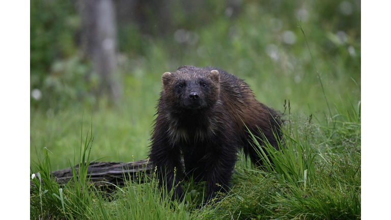 FINLAND-ENVIRONMENT-ANIMAL-WOLVERINE