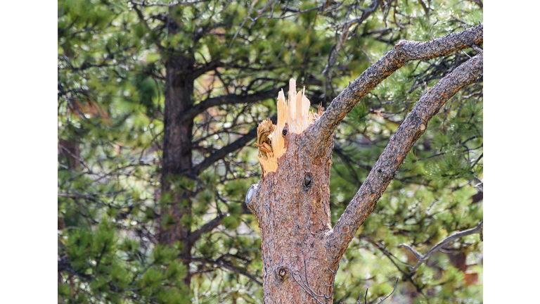 Sheared Pine Tree In Colorado Forest