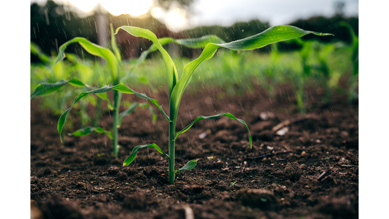 Small rain over corn sapling field in the mornng