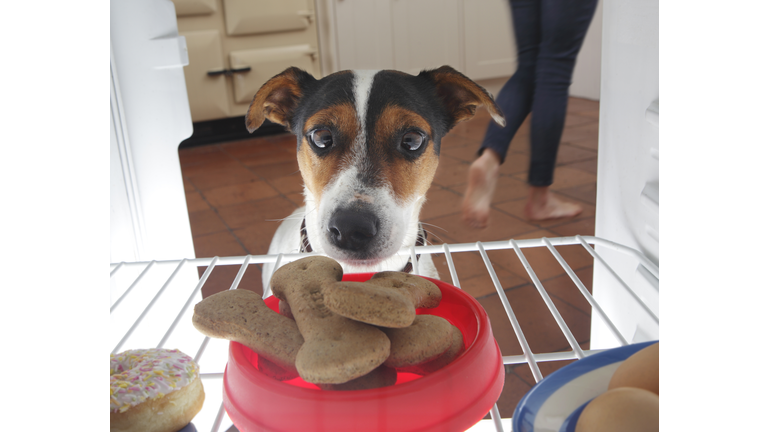 Dog looking at bowl of biscuits in refrigerator.