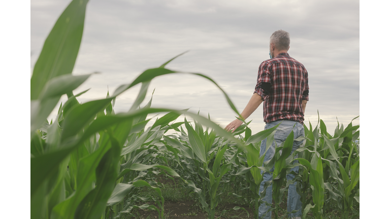 Adult man farmer at his growing corn agricultural field wearing protective respiratory mask on his face to prevent virus contamination