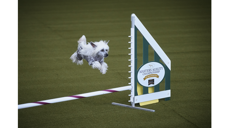 Westminster Kennel Club Host Its Annual Dog Show