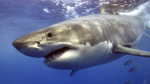 Swimmer Escapes Unscathed After Encounter With 'Curious' Great White Shark