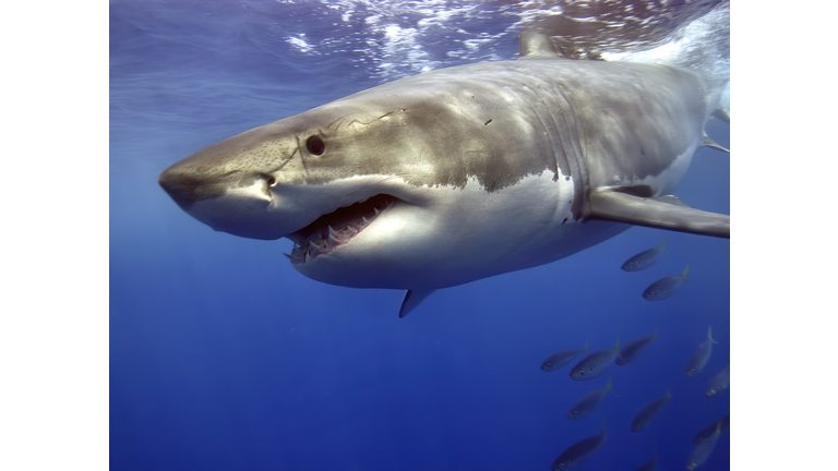 Great White Shark swimming fast