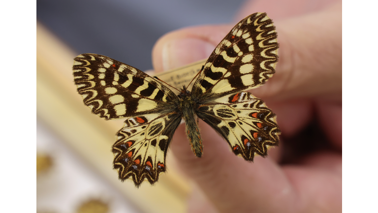 Austrian Butterfly And Moth Monitoring Gauges Biodiversity Decline