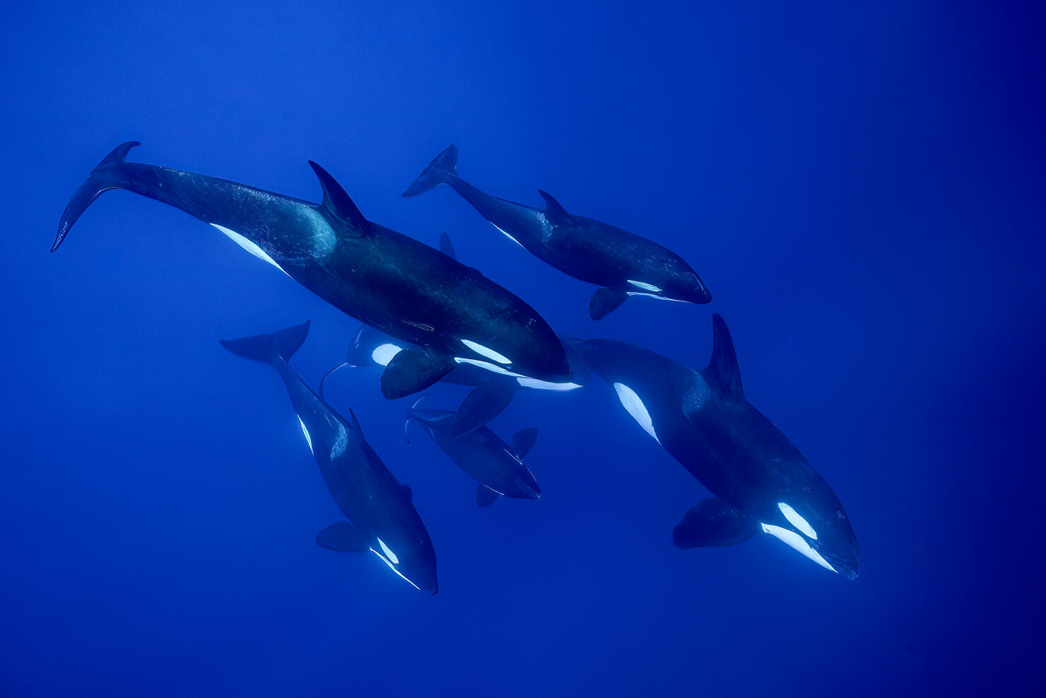 Close-up of fish swimming in sea,Mayotte