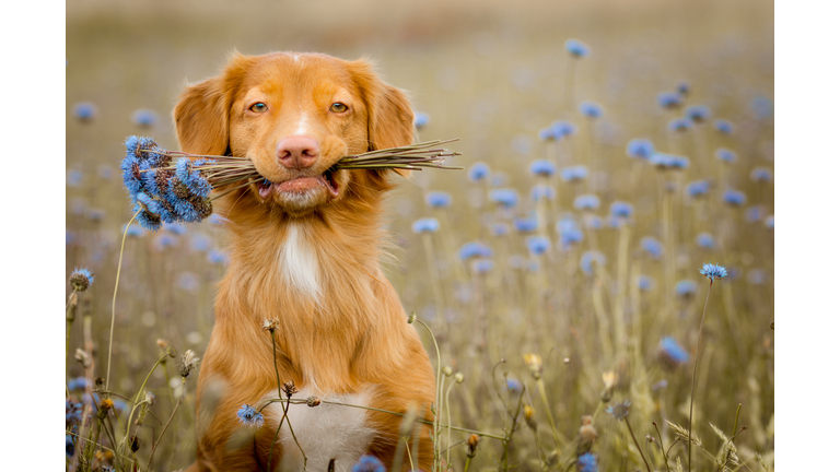 A dog with a bouquet of flowers.