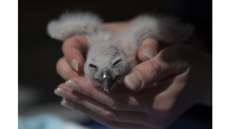 Conservation Work Is Carried Out At The International Centre For Birds Of Prey