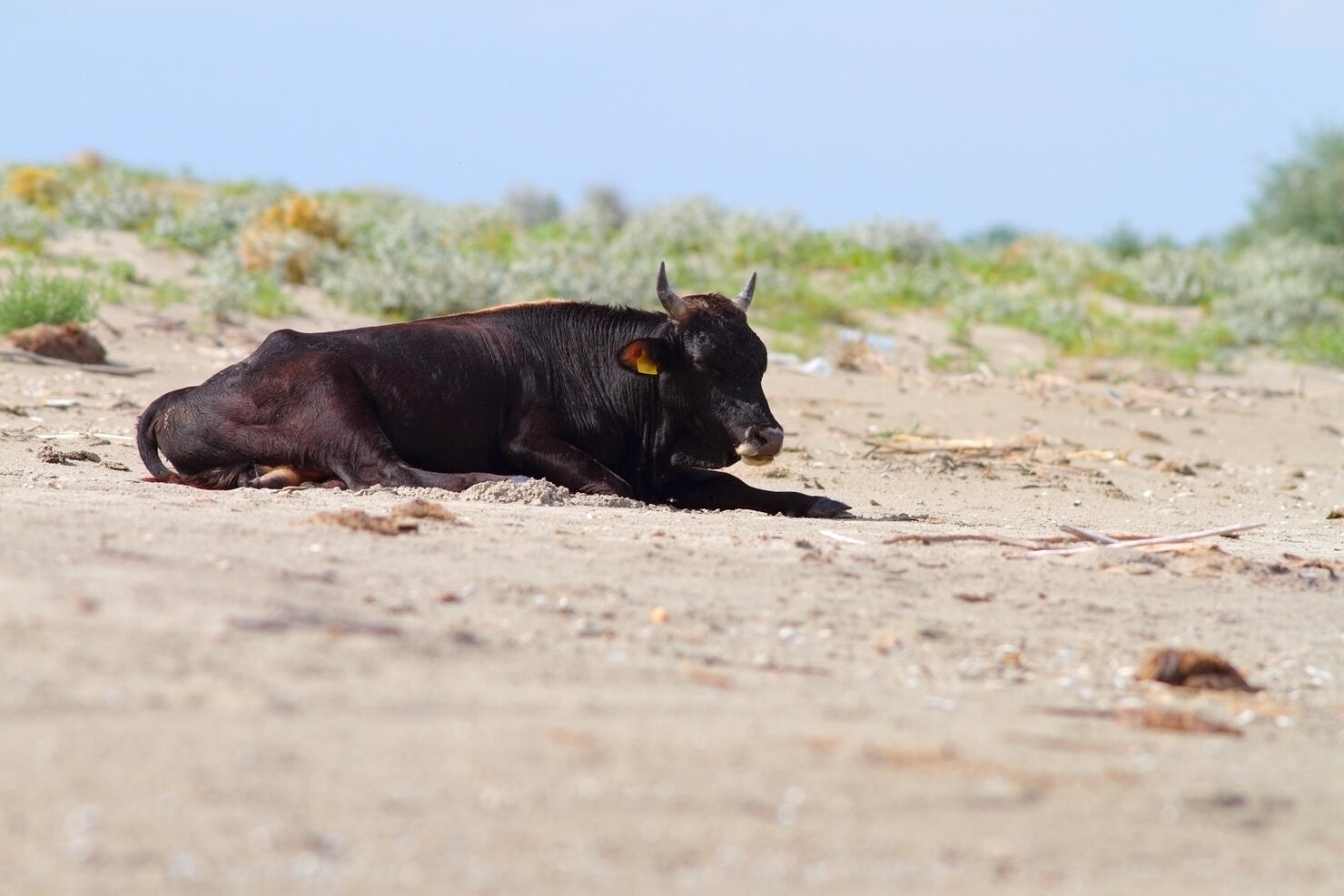 big bull standing on the beach