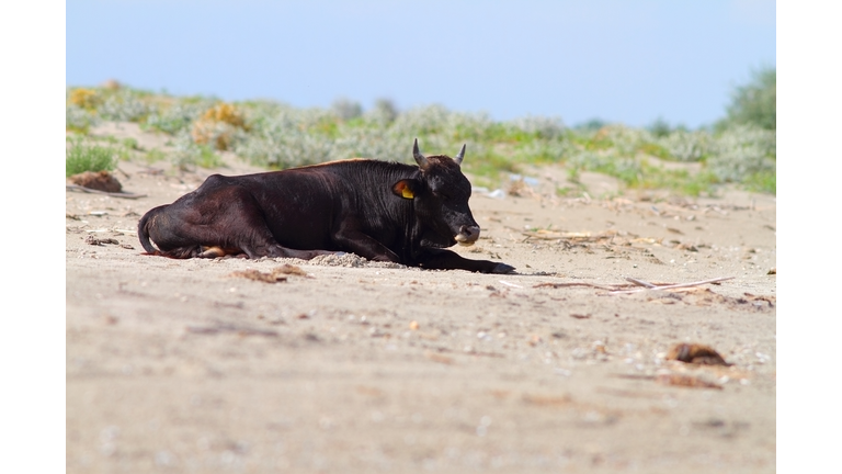 big bull standing on the beach
