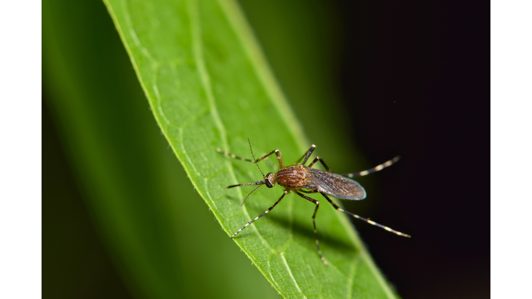 Mosquito on a tree leaf at night.