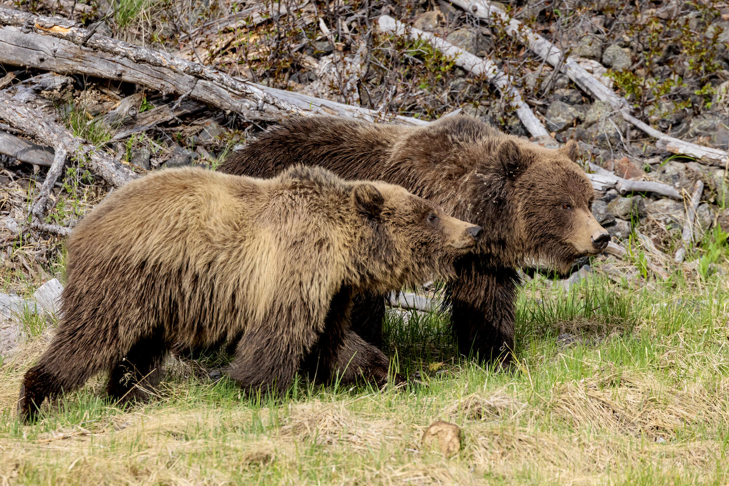 Grizzly Family