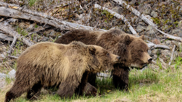 Man Survives Attack By 2 Grizzly Bears At National Park
