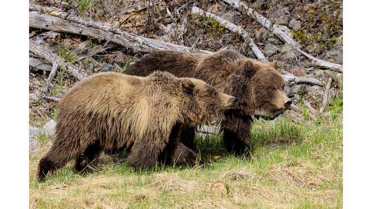 Grizzly Family