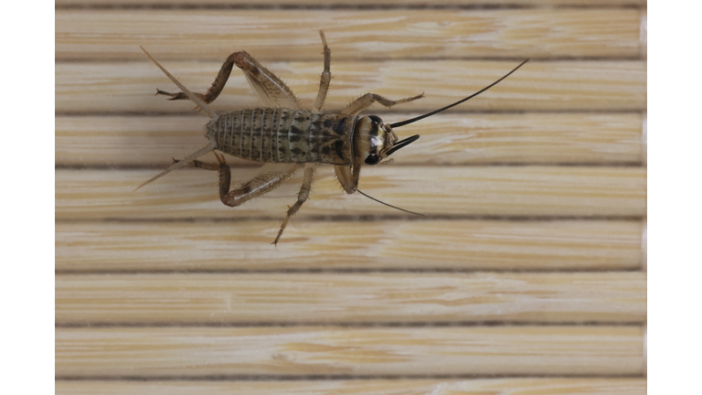 Young Cricket Male. Cricket Nymph